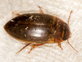 Dytiscus marginalis